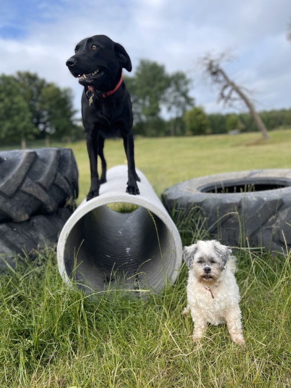 Dogs playing in supervised day care